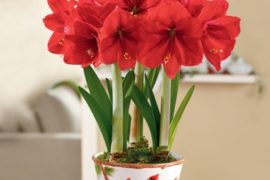 Red Lion Amaryllis are famous for their vibrant color a full blooms.