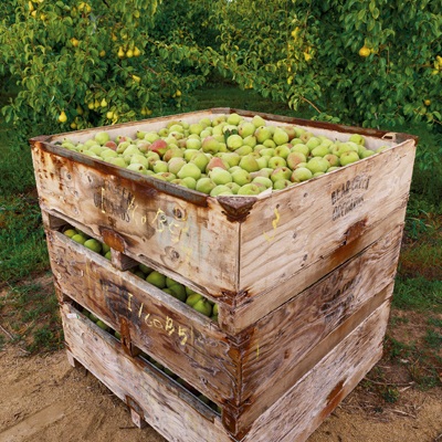 A crate of Harry & David pears