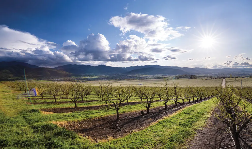 Tree Trimming in Our Pear Orchards