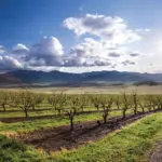 Tree Trimming in Our Pear Orchards