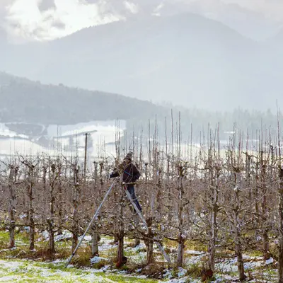 Fruit tree pruning at Harry & David orchards