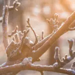 Protecting Our Pear Trees from Frost Damage