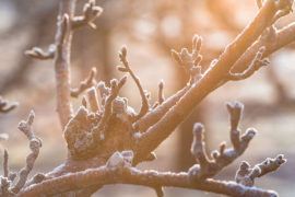 Pear-Frost-Winter