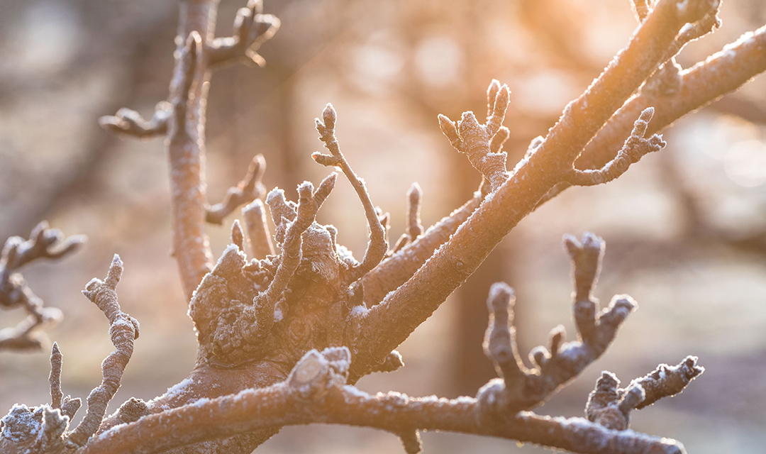 Protecting Our Pear Trees from Frost Damage The Table by Harry & David