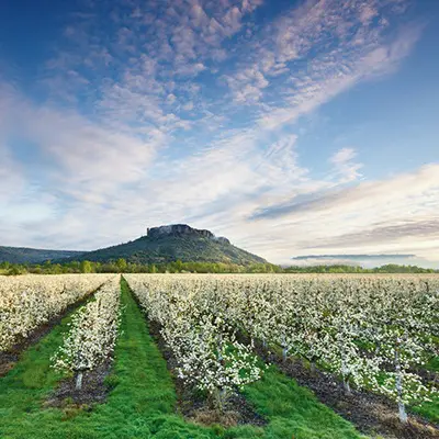 Harry & David's fruit orchards - Rogue Valley in spring filled with blossoming pear trees.