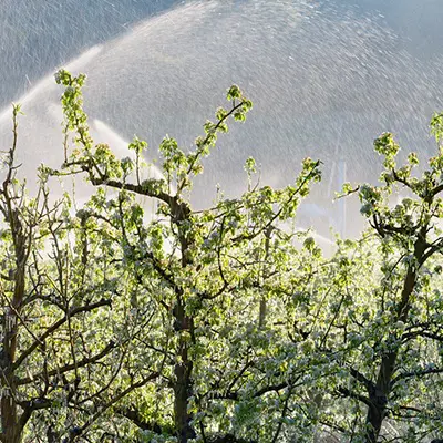 Harry & David - Fruit protection - Sprinkler systems create ice to protect pear trees from sub-freezing temperatures.