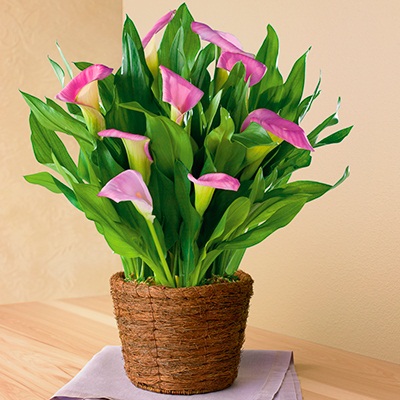 Spring calla lillies from Harry & David