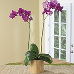 5" Orchid Plant Gift