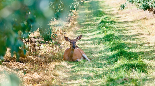 deer images wildlife photography - Harry & David orchards