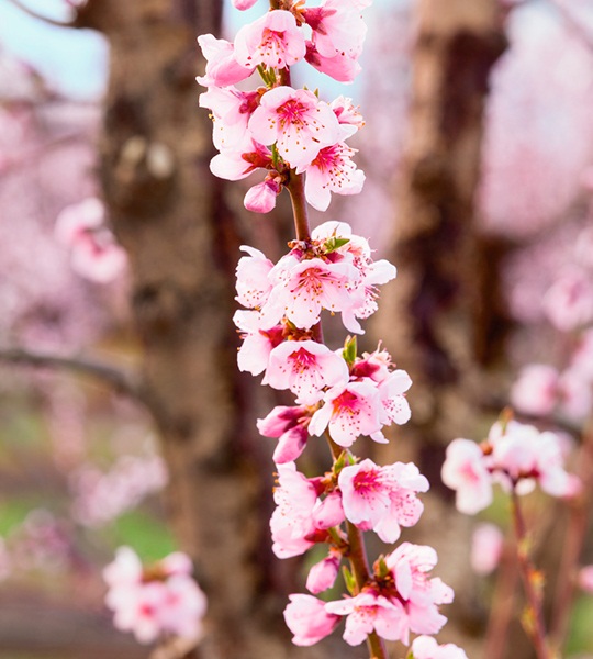 peach blossoms flowers in spring - photos, images at Harry & David