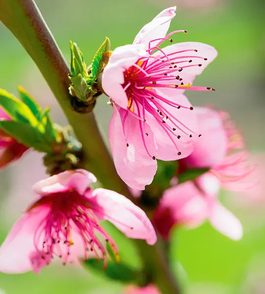 Peach flowers blossoms - photos, images at Harry & David