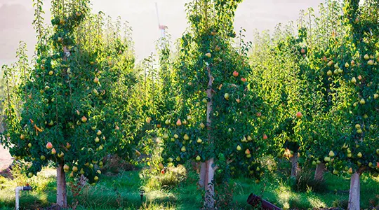 Pear tree orchards in spring - photos, images from Harry & David