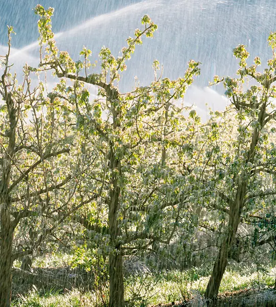 Irrigating fruit orchards - pear trees in sunshine - Harry & David