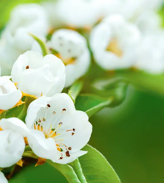 white pear blossoms at Harry & David