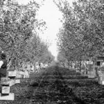 A Story Rooted in Exceptional Pears