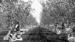 Rogue River Valley fruit trees for Harry & David