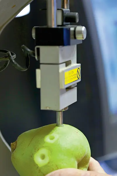 Our lab’s fruit texture analyzer in action.