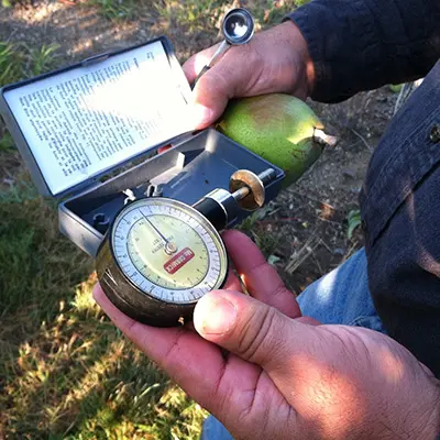 A penetrometer tests fruit maturity in the field.