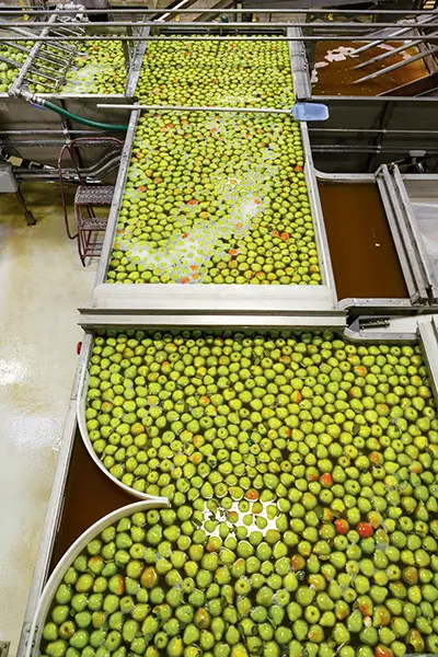 facts about pears image - pear conveyor belt