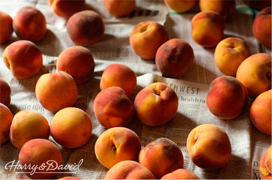 Oregold Peaches for Canning | Canning Peaches | Harry & David