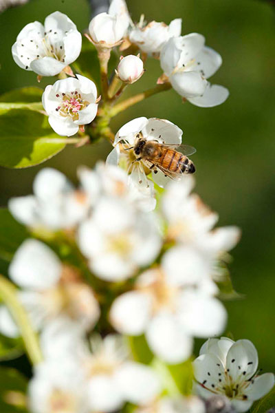 Bee Pollination in Our Orchards at Harry & David
