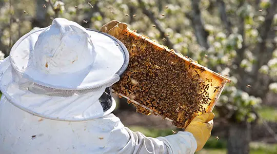 Bee Pollination in Our Orchards at Harry & David