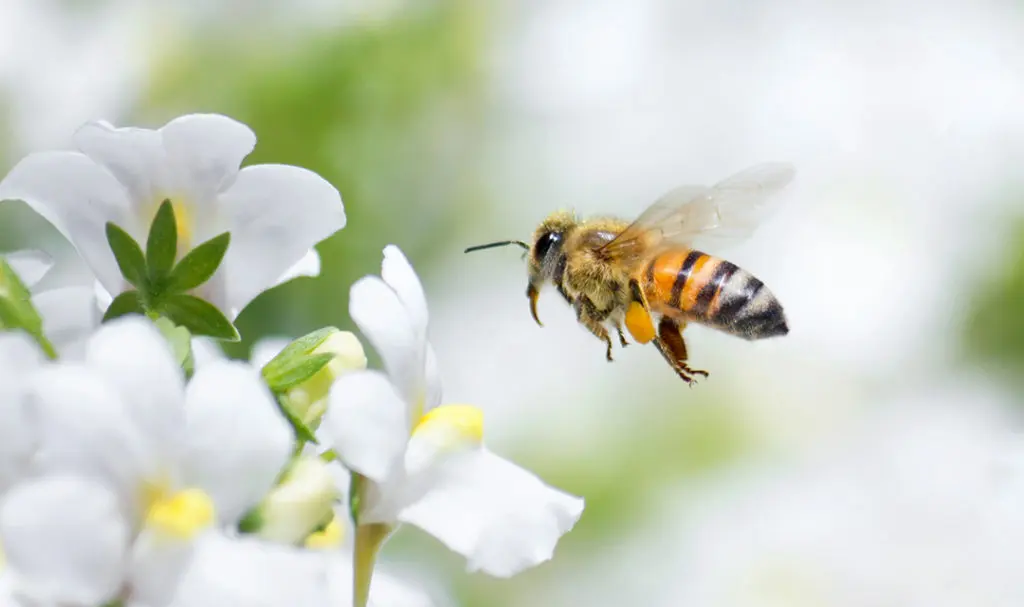 The Importance of Bee Pollination in Our Orchards