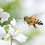 The Importance of Bee Pollination in Our Orchards