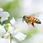 The Importance of Bee Pollination in Our Orchards