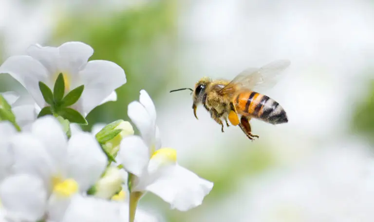 The Importance of Bee Pollination in Our Orchards