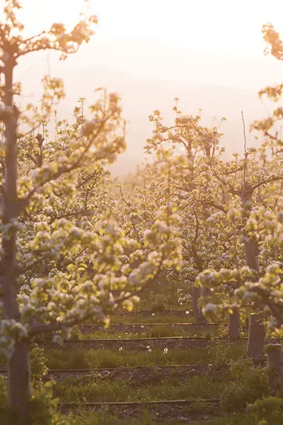 Majestic Flowering Pear Trees | Orchard Images | Harry & David