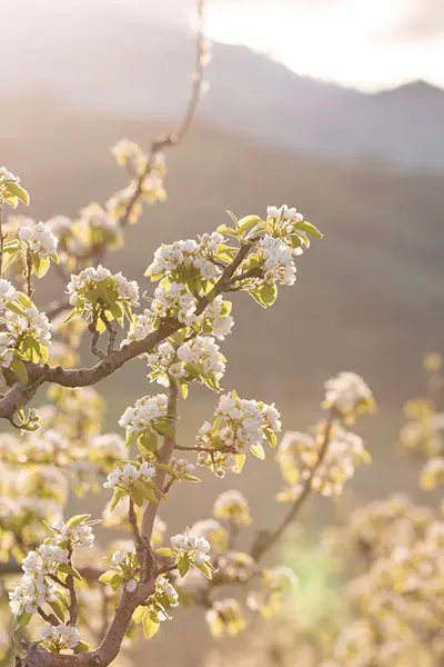 Flowering Pear Trees | Images | Harry & David