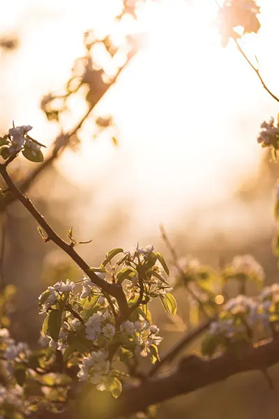 Flowering Pear Tree | Orchard Images | Harry & David