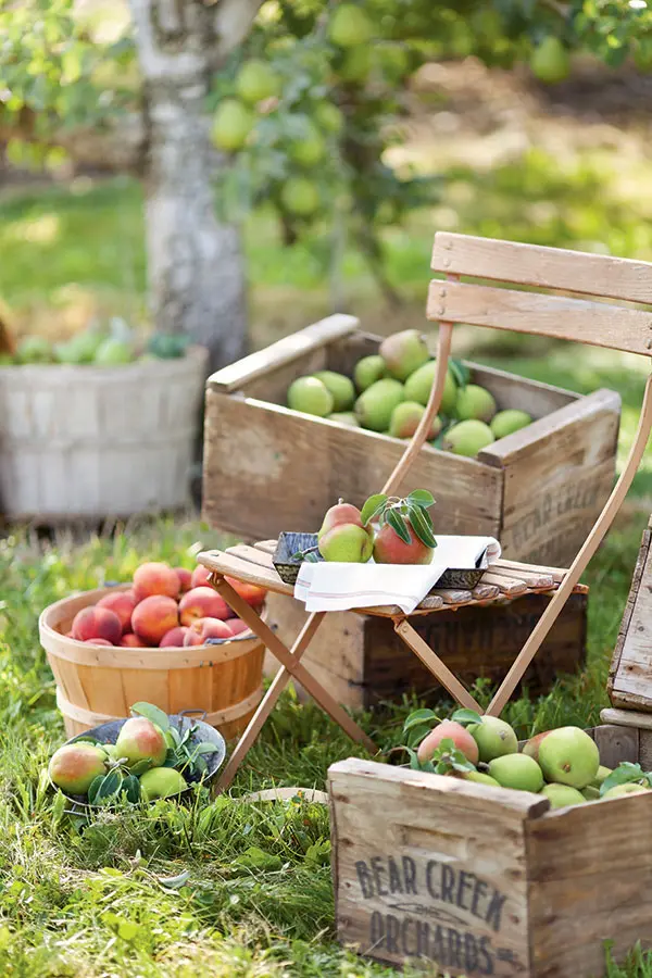 Orchard picking date ideas VERTICAL