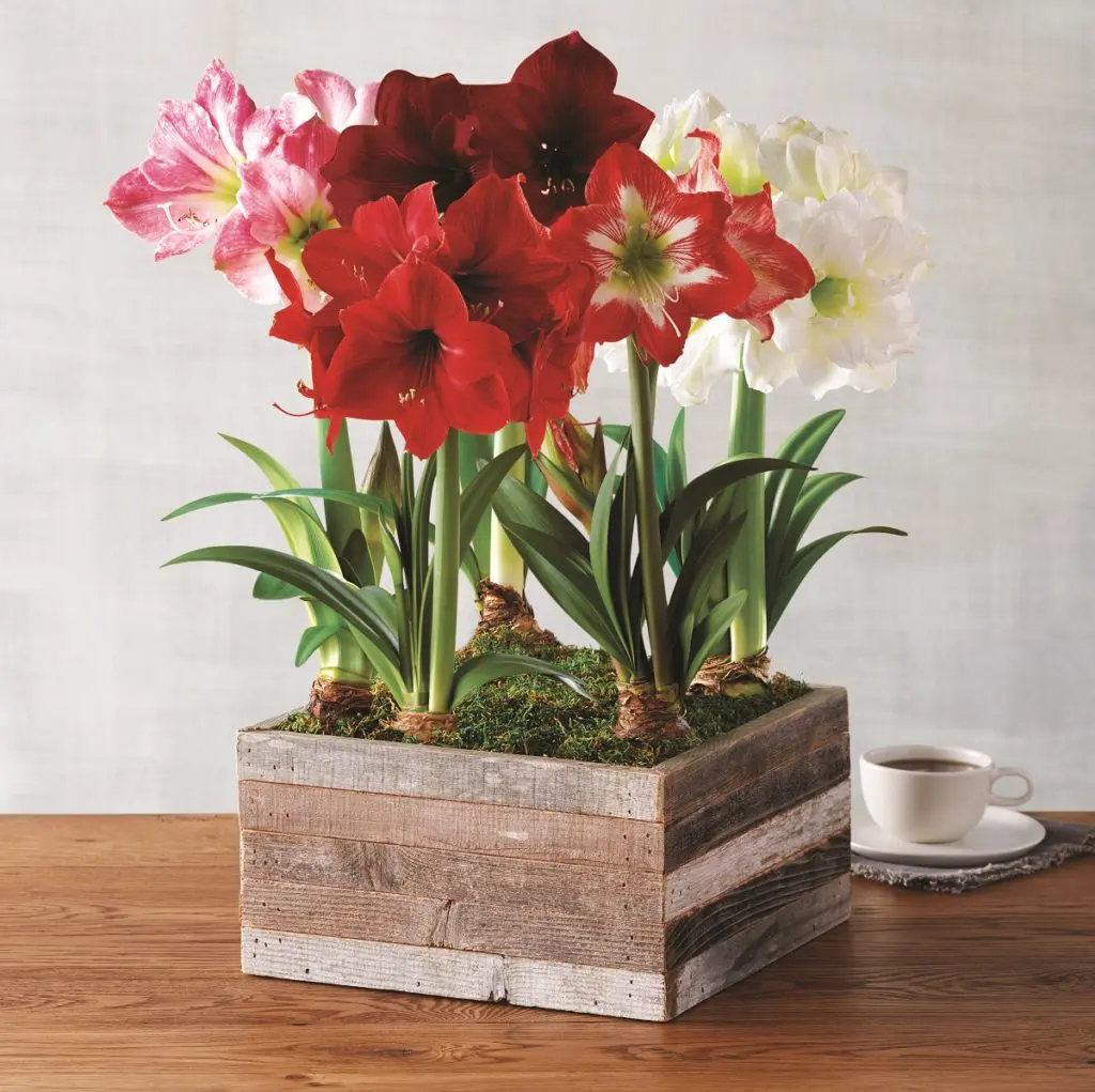 Christmas Decoration Flower