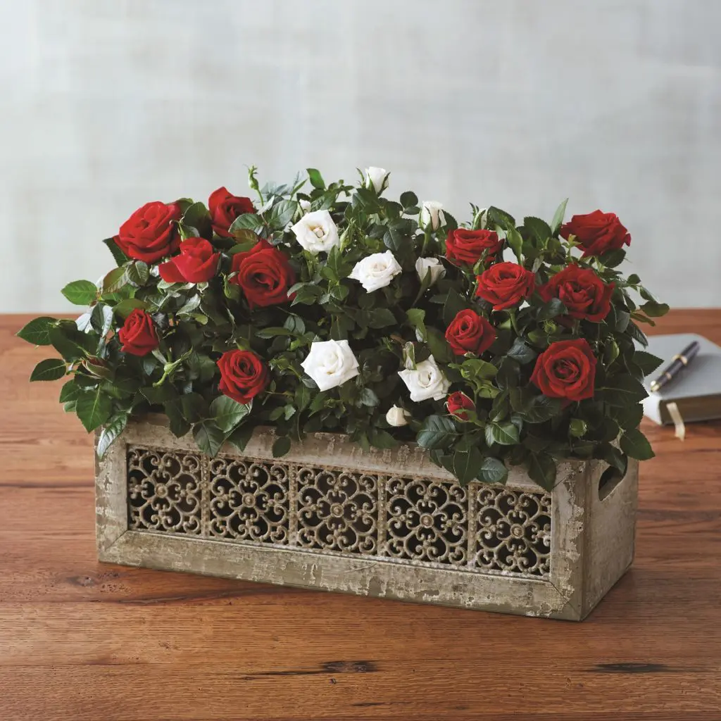 Christmas Roses Decoration