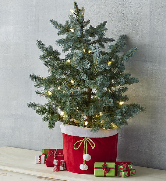 Mini Christmas tree with lights.