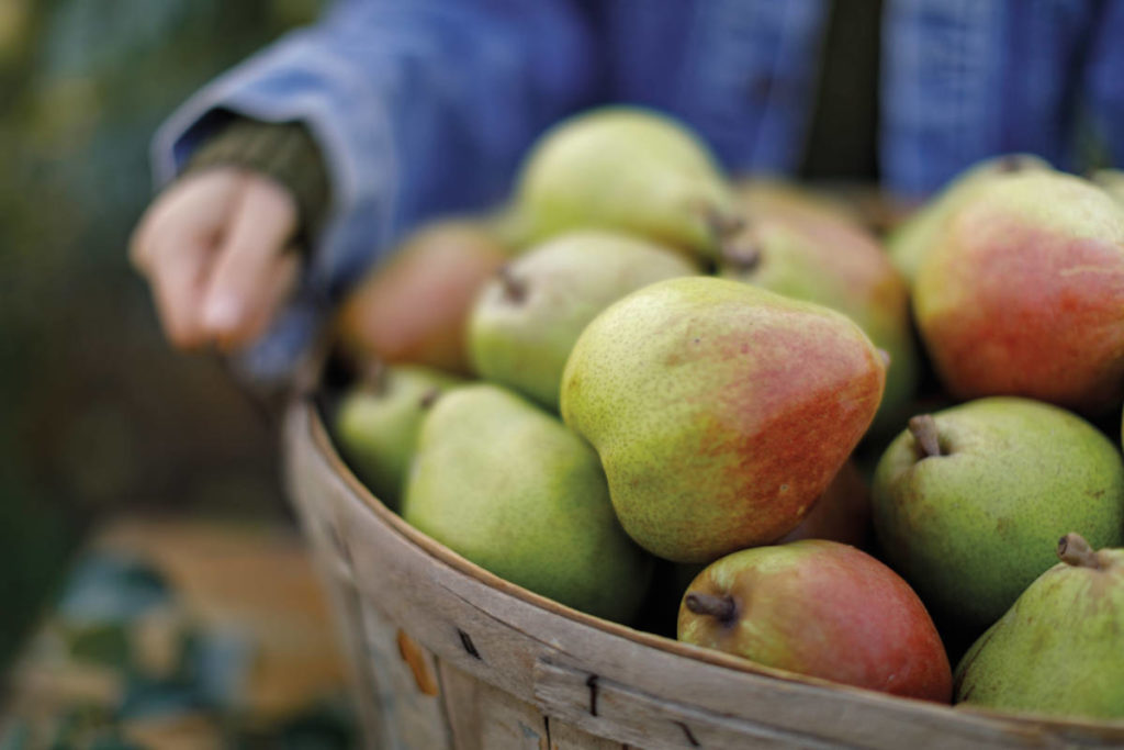 Basket of Royal Riviera Pears