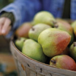 What Kind of Pear Is a Royal Riviera Pear?