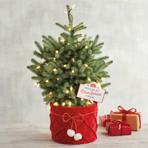 blue spruce indoor christmas tree