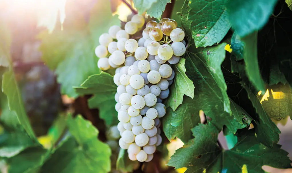 2021 Wine Trends Focus on the Consumer