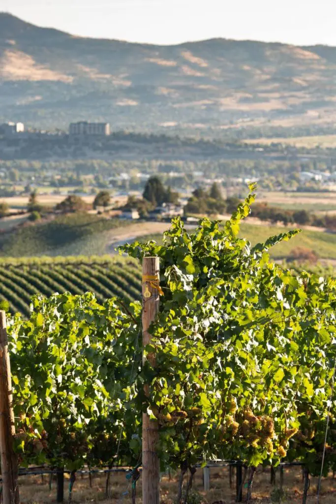 Oregon wine vineyard.