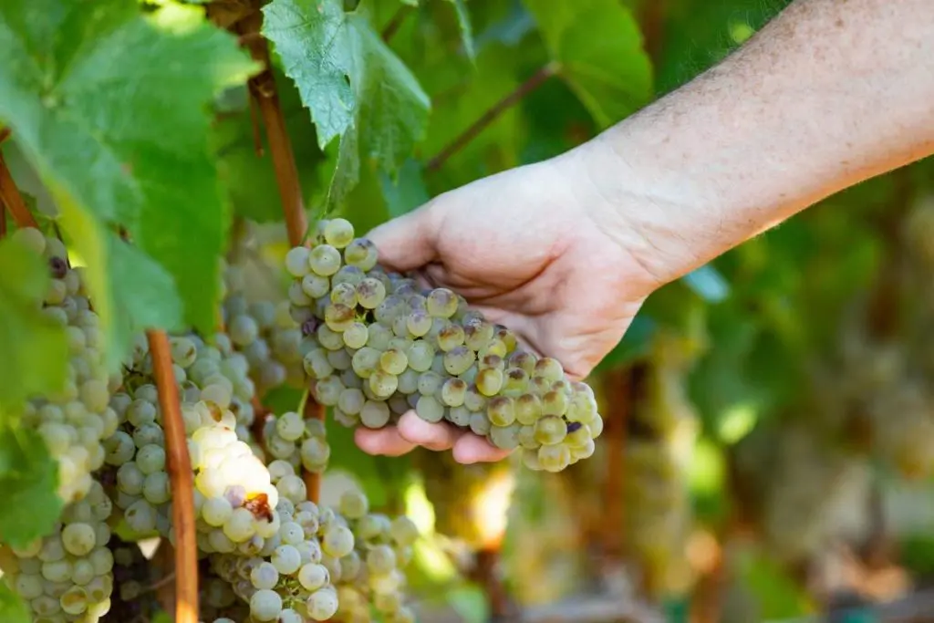 Oregon wine grapes with a hand checking their ripeness.