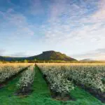 A Gorgeous View of Our Orchards