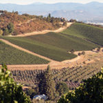 Oregon Wine Country: The Burgundy of the U.S.
