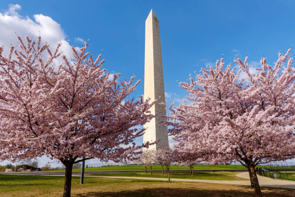 Cherry facts with blossoming cherry trees in Washington D.C.