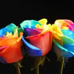 The Significance of Flowers in the LGBTQ+ Community