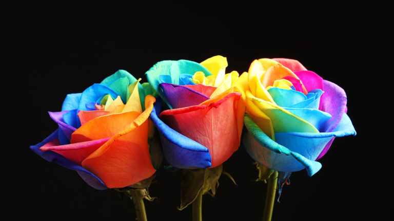 Amazing rainbow rose flowers on black background