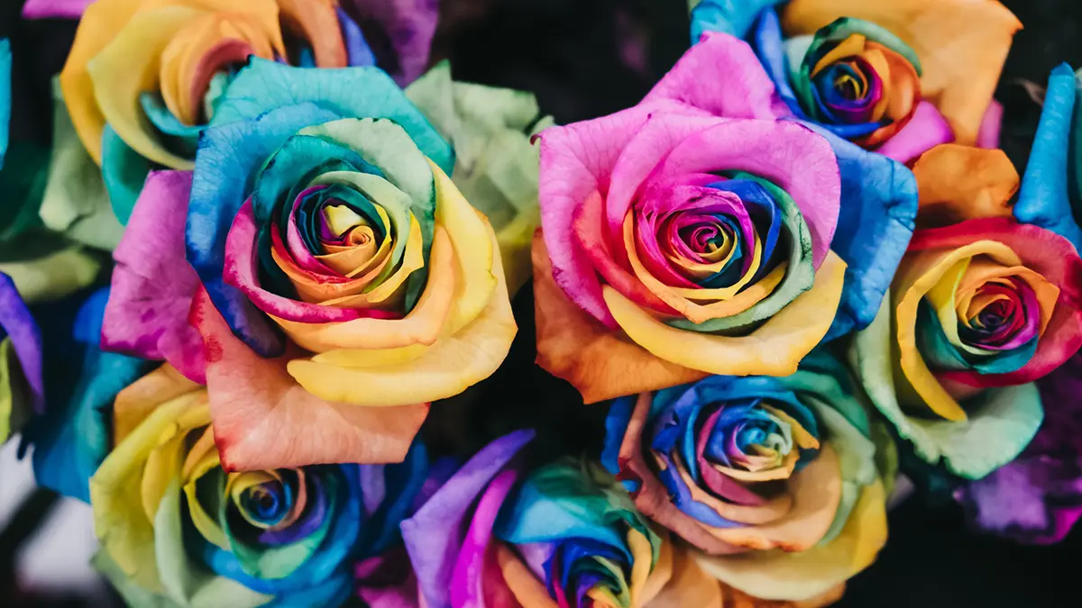 close up of rainbow colored roses, LGBT concept