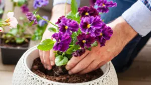 man gardener planting pansy, lavender flowers in flowerpot in ga
